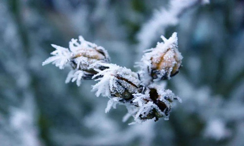 关于小雪节气的诗句，赞美小雪的古诗