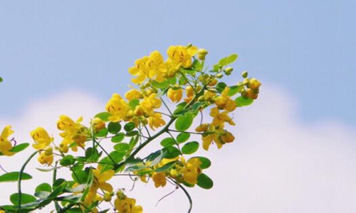 立夏的诗句 读完这几首诗夏天真的来啦！