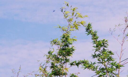 立夏的诗句 读完这几首诗夏天真的来啦！