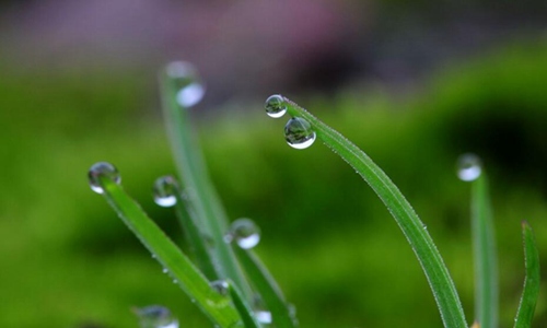 描写春雨的诗句大全 关于春雨的古诗诗句