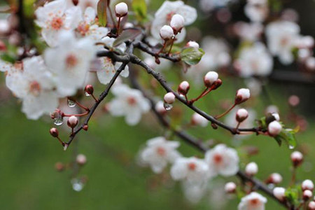 春游踏青背诵上几首应景的关于描写春天的古诗 春色无边更鲜活