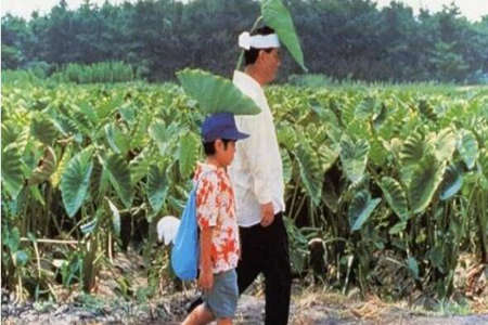 欣赏这些描写夏天的诗句，回味曾经炎夏的味道