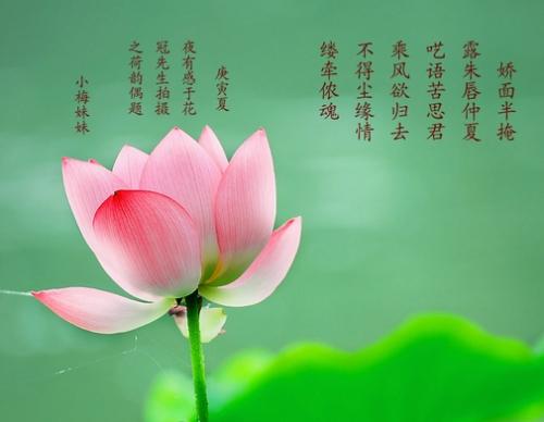 描写花的诗句大全
