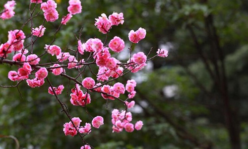 关于梅花的诗句唯美惊艳 赏梅朋友圈心情说说很有格调