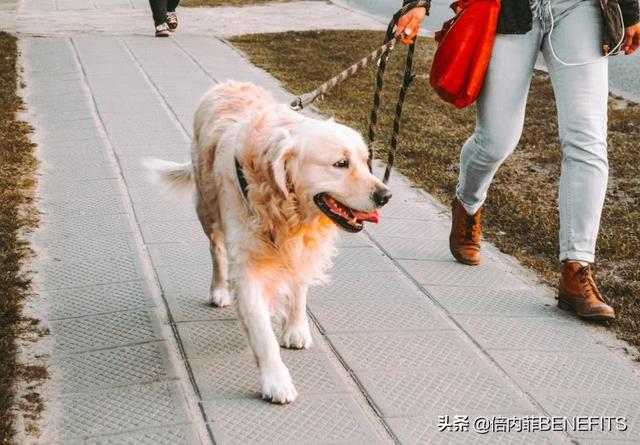 想要给家里养只狗？选哪种好？这10种犬类非常强烈的向你推荐