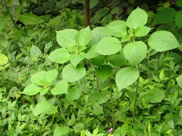 在农村种植这三种药材，成本低利润大，年收入高出打工几倍