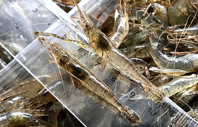 河虾和海虾有什么区别，为什么海虾更贵，哪种营养好？涨知识了