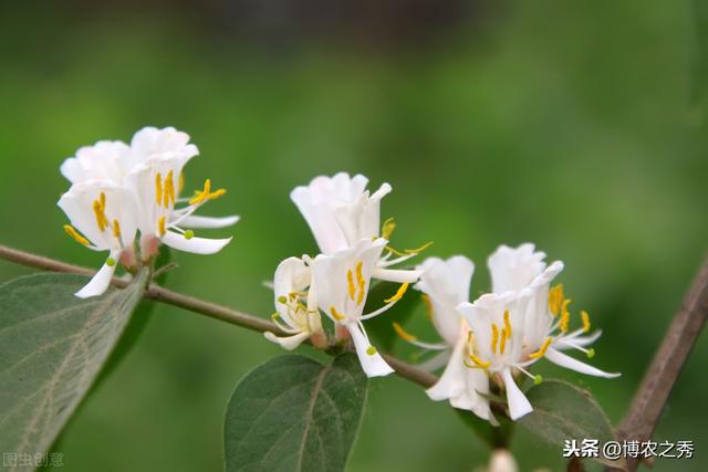 金银花的栽培技术，种植金银花时候我们需注意什么，进来学学