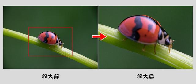 给初学者的微距摄影实用教程，从器材到实拍与你详细讲解