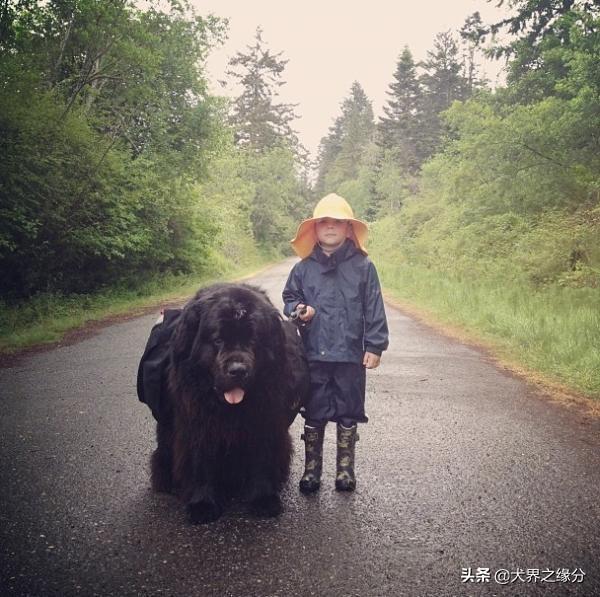 适合家庭饲养的4种大型犬，它的外形如同藏獒，但性情温柔如水