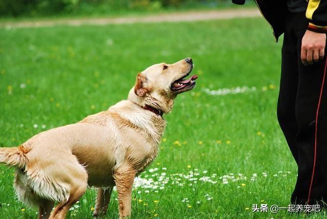 想让狗狗变得又乖又听话，这8个训练小技巧，值得收藏