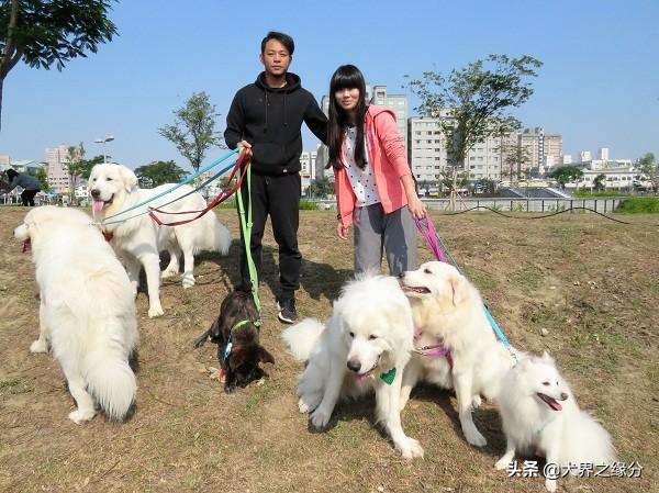 适合家庭饲养的4种大型犬，它的外形如同藏獒，但性情温柔如水