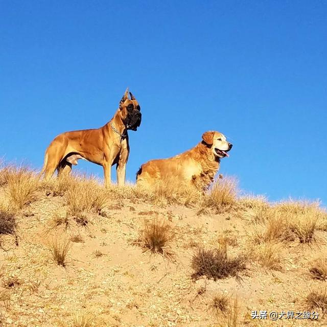 适合家庭饲养的4种大型犬，它的外形如同藏獒，但性情温柔如水