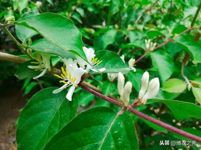 金银花的栽培技术，种植金银花时候我们需注意什么，进来学学