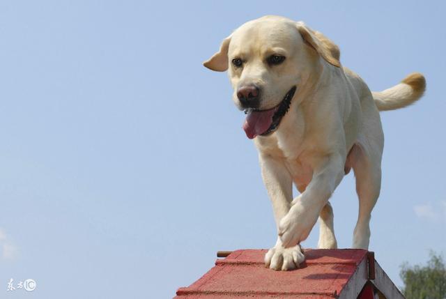 常见宠物犬品种及价格，有你喜欢的吗？