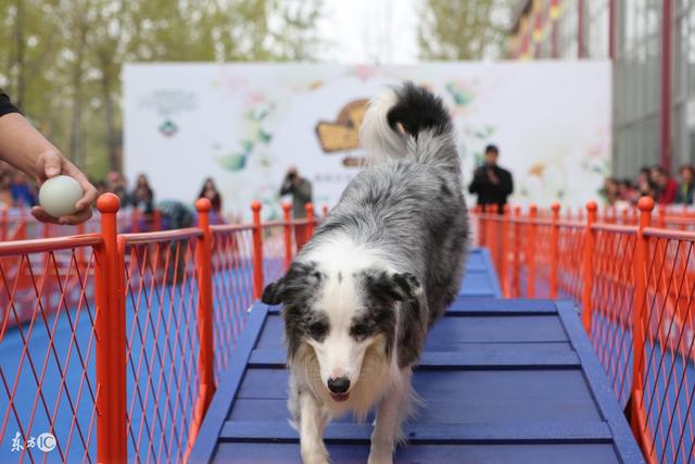 常见宠物犬品种及价格，有你喜欢的吗？