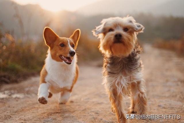 想要给家里养只狗？选哪种好？这10种犬类非常强烈的向你推荐