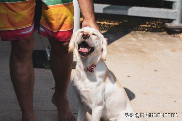 想要给家里养只狗？选哪种好？这10种犬类非常强烈的向你推荐