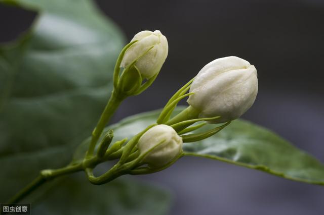 茉莉花种植技术要点，开花很梦幻，迷倒不少花友与少女！