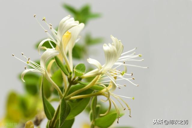 金银花的栽培技术，种植金银花时候我们需注意什么，进来学学