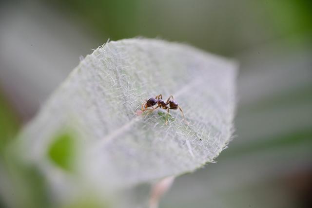 给初学者的微距摄影实用教程，从器材到实拍与你详细讲解