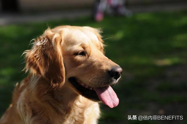 想要给家里养只狗？选哪种好？这10种犬类非常强烈的向你推荐