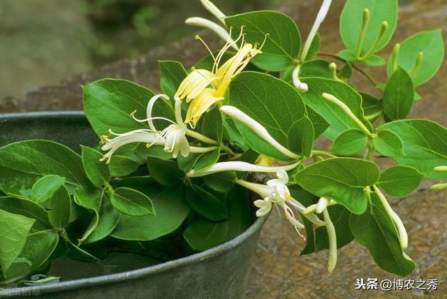 金银花的栽培技术，种植金银花时候我们需注意什么，进来学学