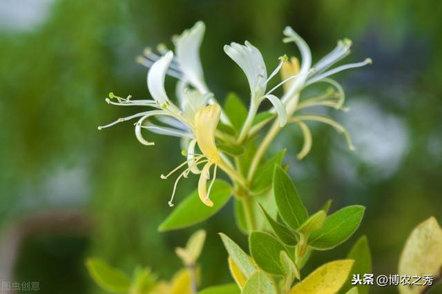 金银花的栽培技术，种植金银花时候我们需注意什么，进来学学