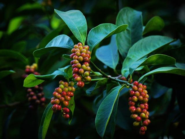 在农村种植这三种药材，成本低利润大，年收入高出打工几倍