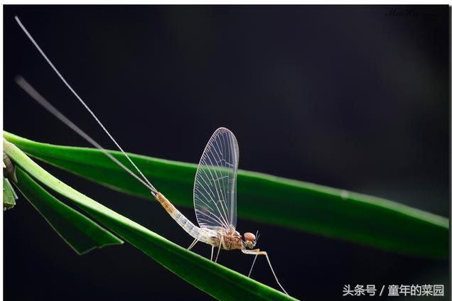 世界上生命最短的动物，只能活一天，只顾着忙这件事