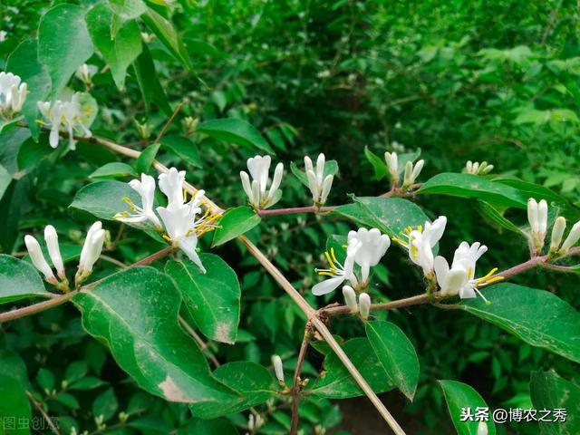 金银花的栽培技术，种植金银花时候我们需注意什么，进来学学