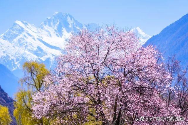 盘点西藏最火的8大旅游景点，只等疫情过去，就可以出发了