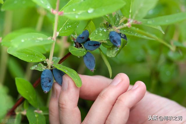 金银花的栽培技术，种植金银花时候我们需注意什么，进来学学