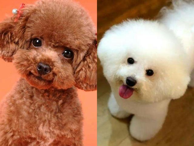 区分“泰迪犬”和“比熊犬”很简单，看这5个地方就知道了