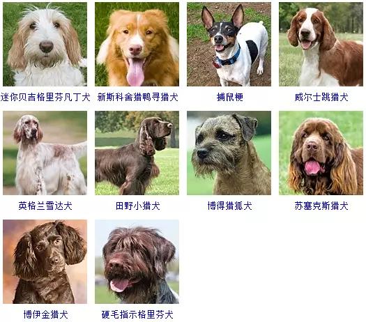 狗狗的品种大全 如果让你养一只 你会选择哪个品种呢