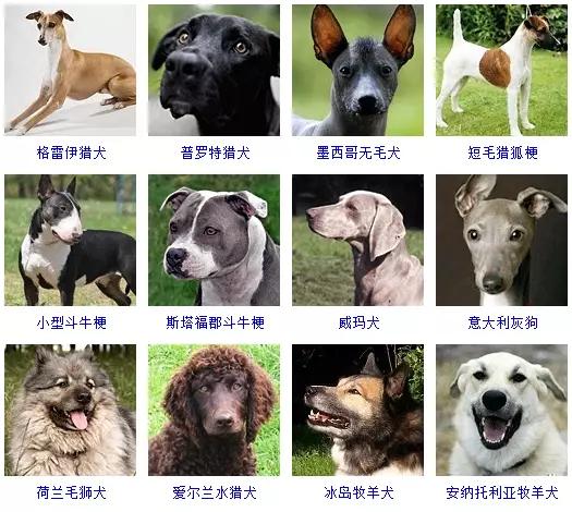 狗狗的品种大全 如果让你养一只 你会选择哪个品种呢