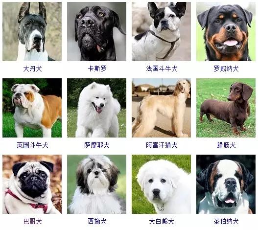 狗狗的品种大全 如果让你养一只 你会选择哪个品种呢