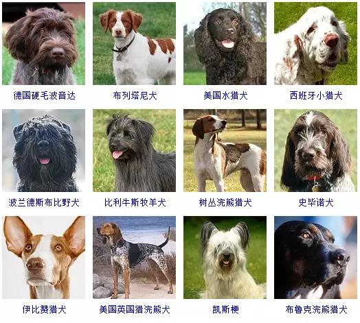 狗狗的品种大全 如果让你养一只 你会选择哪个品种呢