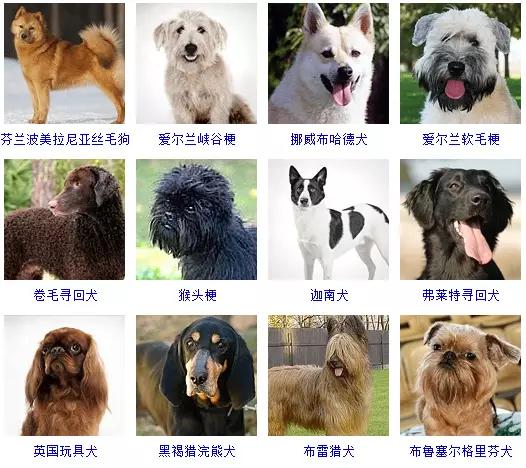狗狗的品种大全 如果让你养一只 你会选择哪个品种呢