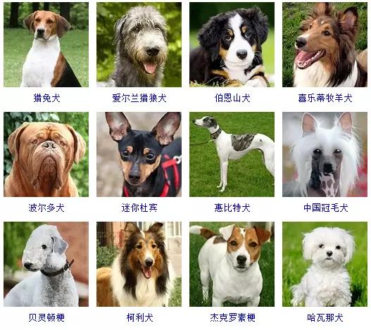 狗狗的品种大全 如果让你养一只 你会选择哪个品种呢