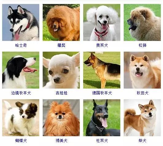 狗狗的品种大全 如果让你养一只 你会选择哪个品种呢