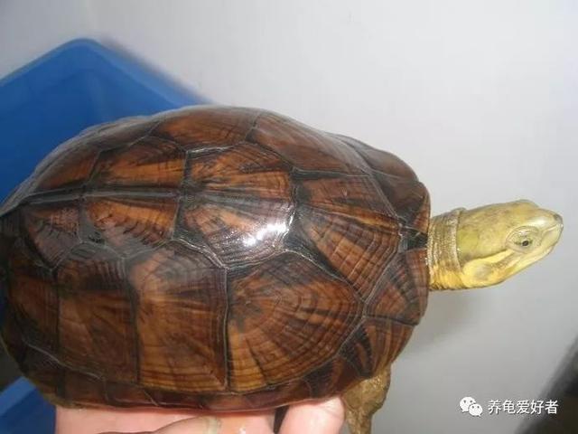 细细讨论一下，养龟究竟需要多少水量