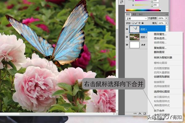 Photoshop入门到精通：图层基本操作，向下合并和合并可见图层