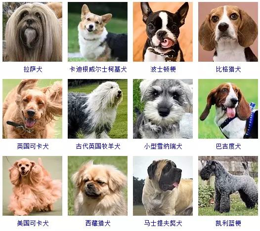 狗狗的品种大全 如果让你养一只 你会选择哪个品种呢