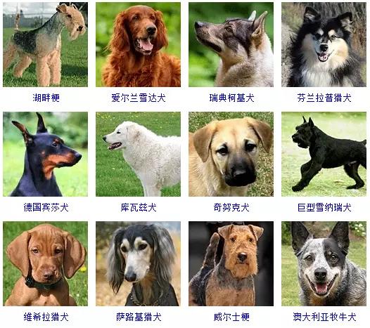 狗狗的品种大全 如果让你养一只 你会选择哪个品种呢