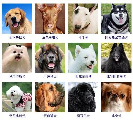 狗狗的品种大全 如果让你养一只 你会选择哪个品种呢