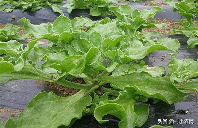 进入2020年，农村适合种植什么呢？一起看看8种较赚钱的种植项目