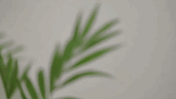 手机就能拍出微距效果，比肩单反的虚化效果？