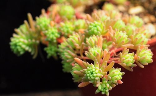 多肉植物多久浇一次水 是浇水还是喷雾