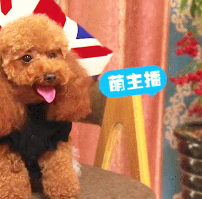 龙城老板会：直播尬聊？这些常用话术记一下